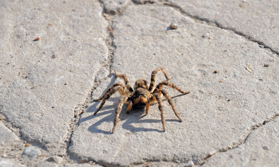 Spider night wolf on a background of stones and sand. An example of masking a spider in nature.