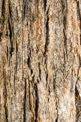 macro wooden dry pattern pine tree texture background detail