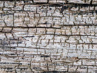 Texture. Old wood. Cracks, trash.