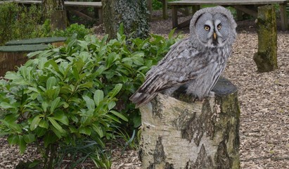 great grey owl