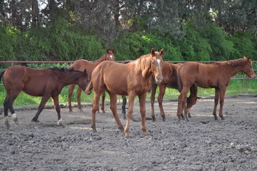 Obraz premium The beautiful Animal Horse in the natural environment (farm)
