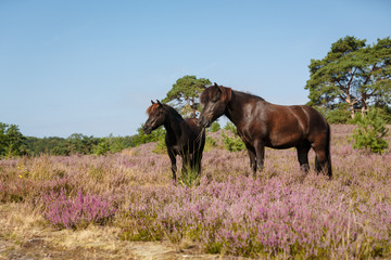 Ponies in der Heide