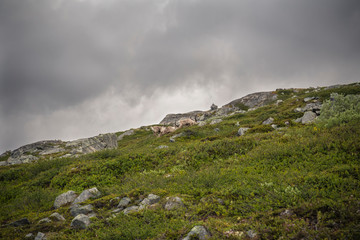 reindeers in norwegian wilderness