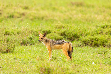 Black-backed Jackal portrait