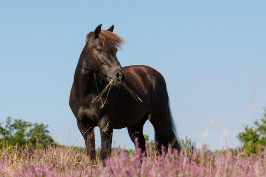Shetty in der Heide