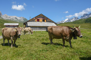 Grazing cows at Melchsee-Frutt in the Swiss alps