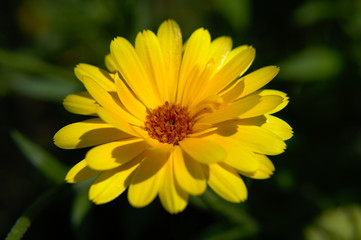 Close-up of a yellow english marigold (Calendula officinalis) on green background