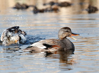 female gadwall