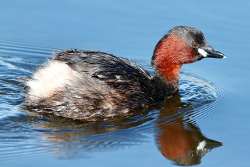 little grebe