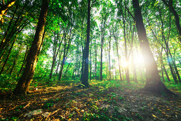 Obraz premium forest trees. nature green wood sunlight backgrounds