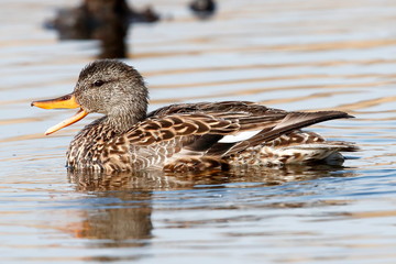 female gadwall