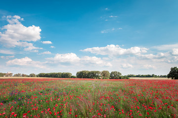 red poppy flower field landscape