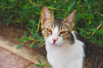 A simple and hungry street cat looking to the camera