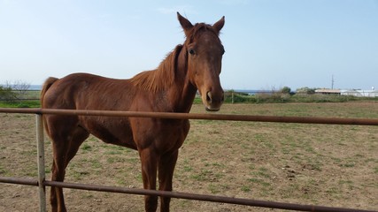 The beautiful Animal Horse in the natural environment (farm)