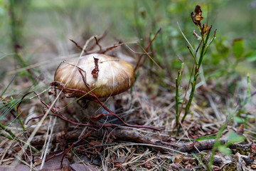 Tasty, handsome Suillus Gray mushroom growing in thickets. Large Suillus Gray growing in grass.
