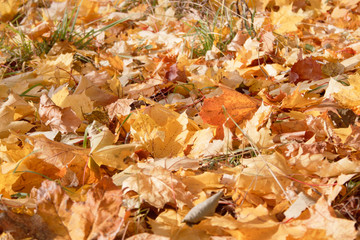 Yellow and orange maple leaves are lying on grass in the autumn park. Autumn background.