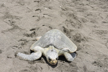 Adult sea turtle spawning on the beach.
