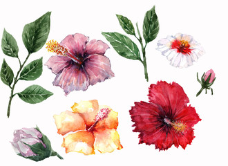 Four flowers of hibiscus are red, white, purple and orange, two green twigs with leaves and two unopened buds on a white background. Watercolor.