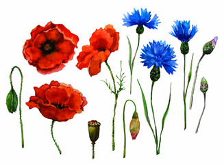 Fototapeta premium Wildflowers. Three flowering poppies and three cornflowers, one poppy head and four buds not opened. Watercolor.