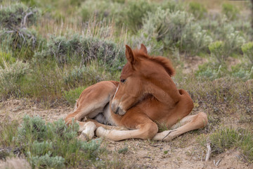 Cute Wild Horse Foal in the Utah Desert