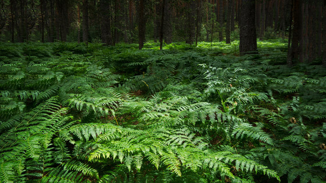 bosque de helechos