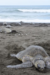 Adult sea turtle spawning on the beach.