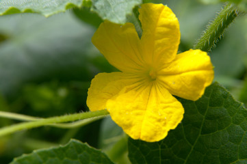 Close-up of a yellow flower of a Butternut squash (Cucurbita moschata) on the green background