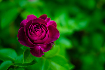 red rose on green background