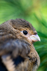 Juvenile fledgling bullfinch (pyrrhula pyrrhula) perched on pine conifer tree branches