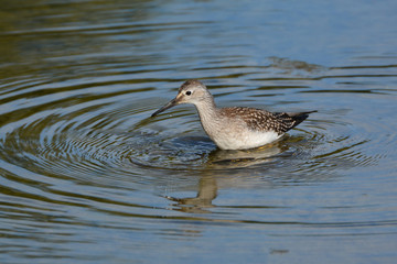 Lesser Yellow Legs sandpiper