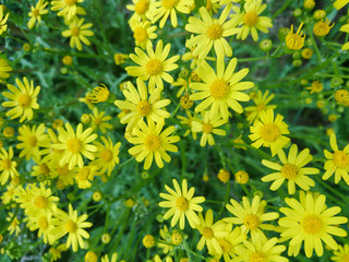 Yellow spring flowers fresh natural daisies field close up, summer bright colors background