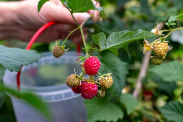  Female hand holds a bucket with raspberries. Harvesting. Organic food concept