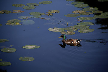 alone drake swimming in the pond