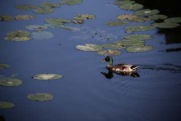 alone drake swimming in the pond