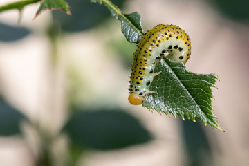 Caterpillar of the Rosewood Sawfly (Arge rosae) on a rose leaf