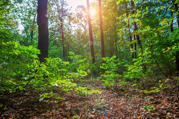 Beautiful morning spring green forest
