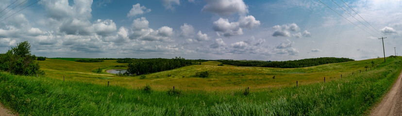 Fototapeta premium Alberta grass