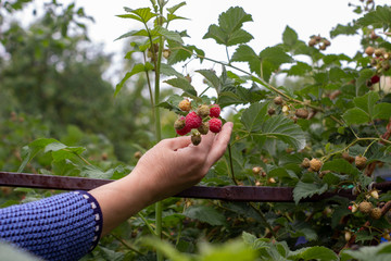 A female hand picks berries of ripe red raspberries on a background of green raspberries. Gardening. Harvesting.