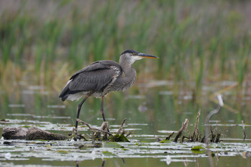 Portrait of a Great Blue Heron