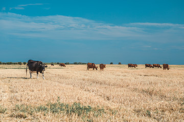 Cows on a yellow field and blue sky.