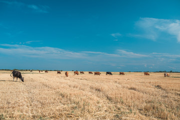 Obraz premium Cows on a yellow field and blue sky.