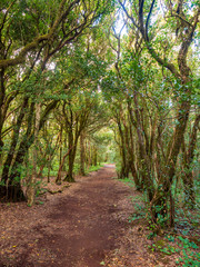 Fototapeta na wymiar Hiking trail through laurel forest in Anaga mountains, Tenerife Canary Islands, Spain