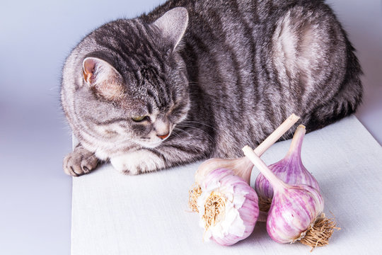 Beautiful grey cat lies on a table and looks at fresh garlic
