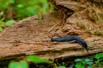 Slug in the forest