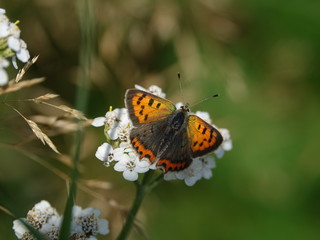 small copper butterfly (Lycaena phlaeas)