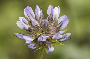 Bituminous bituminaria the Arabian pea or pitch trefoil plant with purple and white flowers with the smell of bitumen