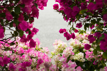 The frame of Bougainvillea pink flower