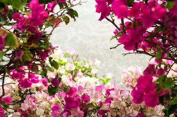The frame of Bougainvillea pink flower