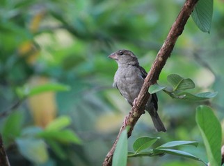 sparrow