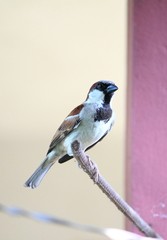 sparrow